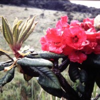 Rhododendron arboreum subsp. zeylanicum (Booth) Tagg